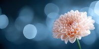 Delicate pink dahlia flower on dark blue bokeh background with soft glowing circles creates dreamy romantic atmosphere for greeting cards and wall art.