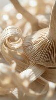 Macro shot of curled dried corn husks with soft natural lighting and blurred background, suitable for organic texture and agricultural design projects.