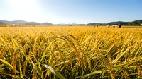 Golden rice field ready for harvest with mountains in background under blue sky. Agricultural landscape showcasing mature grain crops in rural farming area.