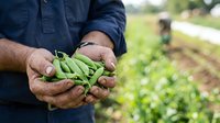 Farmer holding fresh green beans in hands over cultivated field with crops growing in background, agricultural harvest and organic farming concept.