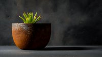 Small green succulent plant growing in rustic brown ceramic pot against dark moody background with dramatic lighting and copy space.