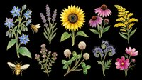 Wildflower botanical clipart set with bees, sunflower, lavender, echinacea, clover, and cosmos, isolated on transparent background, ready for stickers, sublimation, and t-shirt design.
