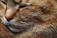 Close up macro shot of ginger cat face showing detailed fur texture, whiskers and nose in warm brown tones. Peaceful sleeping feline portrait.
