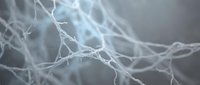 Intricate white neural network with branching fibers on a soft blue-gray background, depicting neuroscience and biological connectivity concepts.