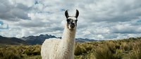 White llama standing in high altitude grassland with mountain range and cloudy sky in background, suitable for wildlife, nature, and travel photography projects.