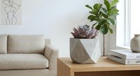 Modern minimalist living room with geometric concrete planter containing purple succulent on wooden table, neutral beige sofa and fiddle leaf fig plant.