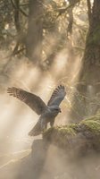 Peregrine falcon perched on moss-covered rock in misty forest with golden sunlight filtering through trees, wings spread, atmospheric woodland scene for nature and wildlife concepts.