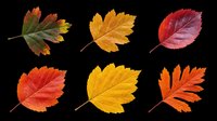 Six colorful autumn leaves in red, orange, yellow, and green tones, isolated on transparent background. Ready for fall clipart, stickers, t-shirt design, and print on demand.