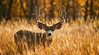 Majestic white-tailed deer buck with large antlers standing in golden autumn grassland during warm sunset light creating peaceful wildlife scene.