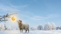 Sheep standing in snowy winter landscape with frost-covered trees and golden ornament hanging from branch, seasonal holiday scene.