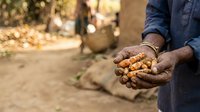 Farmer holding freshly harvested onions in hands, agricultural produce and rural farming lifestyle concept for harvest season and food production themes.