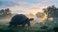 Giant tortoise walking through misty grassland at golden hour sunrise with trees silhouetted against dramatic sky creating peaceful wildlife scene.