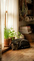 Tabby cat sleeping peacefully by sunny window with potted herbs and books in cozy rustic kitchen interior for home lifestyle content.