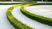 Curved green hedge borders creating elegant S-shaped patterns on stone paved courtyard in formal garden landscape design for luxury outdoor spaces.