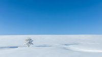 Solitary frost-covered tree standing in vast snowy landscape under clear blue sky, winter scenery for nature and seasonal backgrounds.