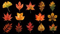 Watercolor autumn leaves collection in red, orange, yellow and green tones, isolated on transparent background. Great for clipart, stickers, t-shirt design, sublimation, print on demand.
