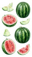 Watercolor watermelon collection with whole fruits and slices showing red flesh and black seeds isolated on white background for summer designs.