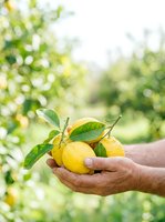 Fresh lemons with green leaves held in farmer's hands against blurred orchard background. Harvest, agriculture, and organic citrus fruit production.