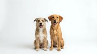 Two friendly dogs sitting together on white background, mixed breed and golden retriever posing for camera, pet photography studio shot isolated.