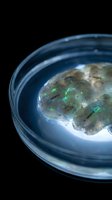 Moldy food specimen in glass petri dish showing green fungal growth for laboratory research and microbiology studies on black background.