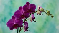 Purple orchid flowers blooming on stem against soft turquoise background for spa wellness decor and botanical photography projects.