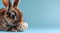 With spotted Easter egg on blue background, close-up portrait showing fluffy fur and bright blue eyes. Seasonal spring holiday concept.