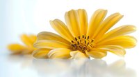 Vibrant yellow osteospermum daisy flower macro shot on white background showing delicate petals and dark center, soft selective focus creates dreamy mood.