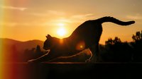 Cat stretching silhouette against golden sunset sky with mountains in background. Feline yoga pose during warm evening light creates peaceful outdoor scene.