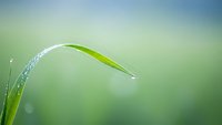 Fresh green grass blade with morning dew drops on soft blurred natural background. Macro photography showcasing water droplets for spring concepts.