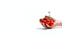 Fresh red cherry tomatoes held in cupped hands on white background, organic healthy vegetables for cooking and nutrition concepts.