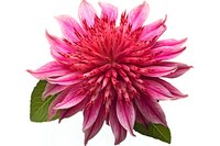 Vibrant pink dahlia flower with spiky petals and green leaves isolated on white background, suitable for floral design projects and botanical illustrations.