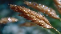 Dew drops glistening on golden wheat ears in morning light, macro photography with soft bokeh effect and natural blurred background creates dreamy atmosphere.