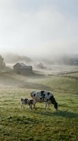 Dairy cow with calf grazing in misty rural pasture at dawn, weathered barn and rolling hills in foggy background, pastoral farmland scene.