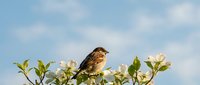 Small brown sparrow perched on flowering branch with white blossoms against soft blue cloudy sky background for nature and wildlife photography projects.