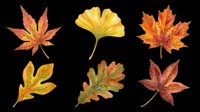 Autumn leaves collection featuring maple, ginkgo, and oak leaves in fall colors isolated on transparent background. Ready for t-shirt designs, clipart, stickers, sublimation, and print-on-demand projects.
