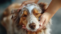 Sleeping Australian Shepherd dog receiving gentle face massage from human hands. Close up portrait showing relaxation and bonding moment between pet and owner.