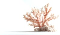 Pink coral branch on white sand against light background, marine life specimen isolated for nature and underwater design projects.