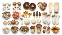 Assorted edible mushrooms and fungi varieties displayed on white background, including button, oyster, shiitake, chanterelle, and porcini types for culinary and educational use.