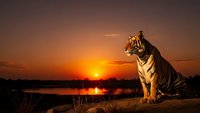 Majestic tiger sitting on rocky outcrop during golden sunset over tranquil lake, wildlife photography showcasing big cat in natural habitat with dramatic lighting.