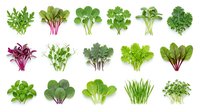 Collection of fresh leafy greens and herbs arranged in rows on white background, featuring various salad leaves, microgreens and edible plants for healthy cooking.