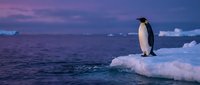 Emperor penguin standing on ice floe at ocean edge during twilight, wildlife in polar Antarctic environment for nature and animal content.