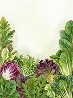 Watercolor illustration of fresh garden vegetables including radicchio, lettuce, and leafy greens arranged on cream background, suitable for culinary, organic, and healthy eating designs.