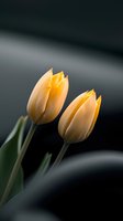 Elegant peach tulip buds against dark background, showcasing delicate petals and graceful stems for spring floral designs.