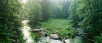 Serene forest stream flowing through lush green woodland with fallen logs and dense trees, suitable for nature and environmental design projects.
