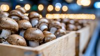 Fresh brown mushrooms arranged in wooden crate with soft bokeh lights in background, selective focus creates appetizing food composition for market display.