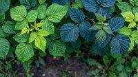 Fresh raspberry leaves with vivid green and blue-toned foliage, showcasing natural texture and detail in a lush garden setting.