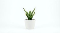 Small snake plant succulent in white ceramic pot isolated on clean background for home decor and interior design projects.