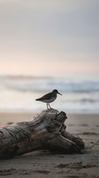 Solitary shorebird perched on weathered driftwood log at peaceful beach during golden hour with soft ocean waves and pastel sky creating serene coastal atmosphere.
