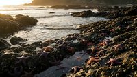 Colorful sea stars and marine life scattered across rocky tide pools during golden hour sunset with ocean waves and coastal cliffs in background.