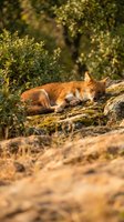 Red fox sleeping peacefully on moss-covered rocks in natural forest habitat during golden hour sunlight creating warm atmospheric wildlife scene.